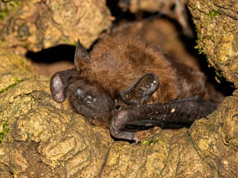 30. Europäische Batnight - Fledermausnacht in Holzhausen