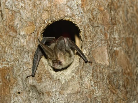 30. Europäische Batnight - Fledermausnacht in Wiederstein