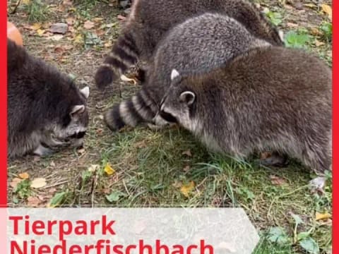 🎉 Heute waren wir zu einer Geburtstagsfeier im @tierpark_niederfischbach eingeladen: die private Führung mit Fütterungsrunde mit einer Zootierpflegerin war echt ein Highlight für alle! 💫 - Instagram Vorschaubild 1