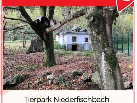 Tierpark Niederfischbach: 🦅🐰🐹🐢🐐🦝🍃 - Instagram Bild 1