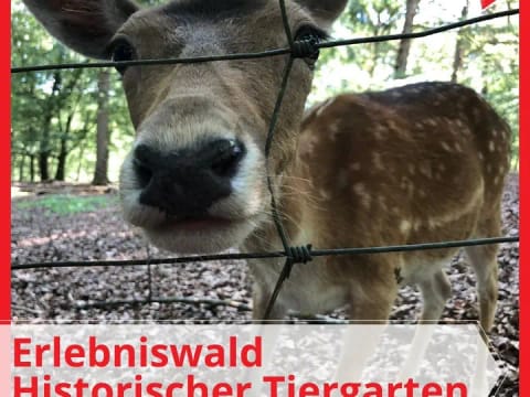 Gestern haben wir wieder den Erlebniswald Historischer Tiergarten besucht. Da ist er, schön wie immer! - Instagram Bild 1