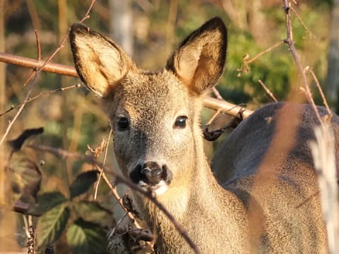 Der Wald und seine Tiere