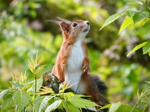 Waldbaden für Kinder - Ressourcen stärken mit der Natur