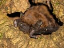 30. Europäische Batnight - Fledermausnacht in Holzhausen