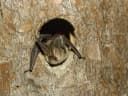 30. Europäische Batnight - Fledermausnacht in Wiederstein
