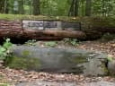 So könnt ihr euch den Weg durch den Wald von der Siegquelle aus besser vorstellen! 💦 - Instagram Vorschaubild 1