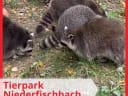 🎉 Heute waren wir zu einer Geburtstagsfeier im @tierpark_niederfischbach eingeladen: die private Führung mit Fütterungsrunde mit einer Zootierpflegerin war echt ein Highlight für alle! 💫 - Instagram Vorschaubild 1