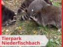 🎉 Heute waren wir zu einer Geburtstagsfeier im @tierpark_niederfischbach eingeladen: die private Führung mit Fütterungsrunde mit einer Zootierpflegerin war echt ein Highlight für alle! 💫 - Instagram Vorschaubild 1