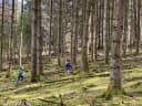 Wo geht am liebsten in den Wald? - Instagram Bild 1