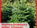 🎄Weihnachtsbaum-Selbst-Schlage-Aktion‼️ - Instagram Bild 1