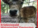 Gestern haben wir wieder den Erlebniswald Historischer Tiergarten besucht. Da ist er, schön wie immer! - Instagram Bild 1