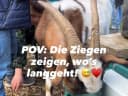 Das war so ein schöner Nachmittag bei den @hickenziegen in Burbach, Siegerland! ♥️ - Instagram Vorschaubild 1