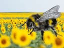 Hummel Collage mit Skizze von Vincent Bertolone