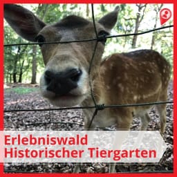 Gestern haben wir wieder den Erlebniswald Historischer Tiergarten besucht. Da ist er, schön wie immer! - Instagram Bild 1