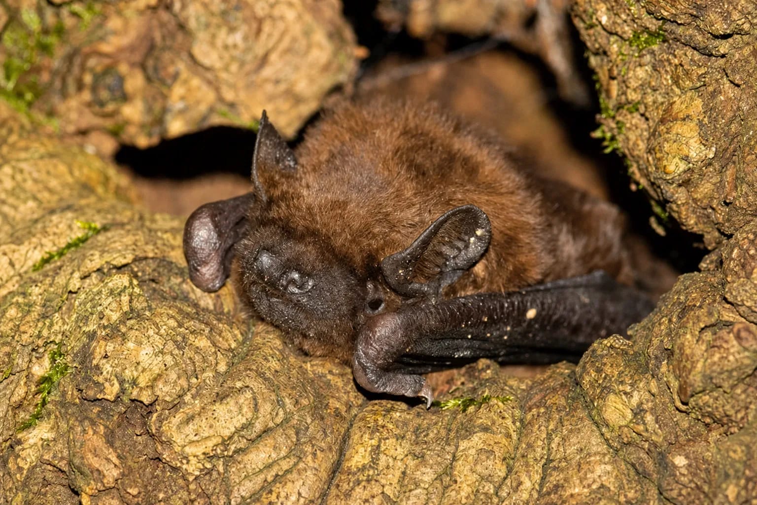 30. Europäische Batnight - Fledermausnacht in Holzhausen