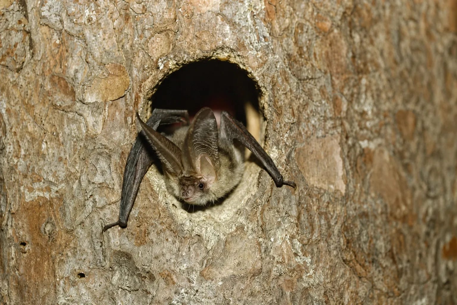 30. Europäische Batnight - Fledermausnacht in Wiederstein