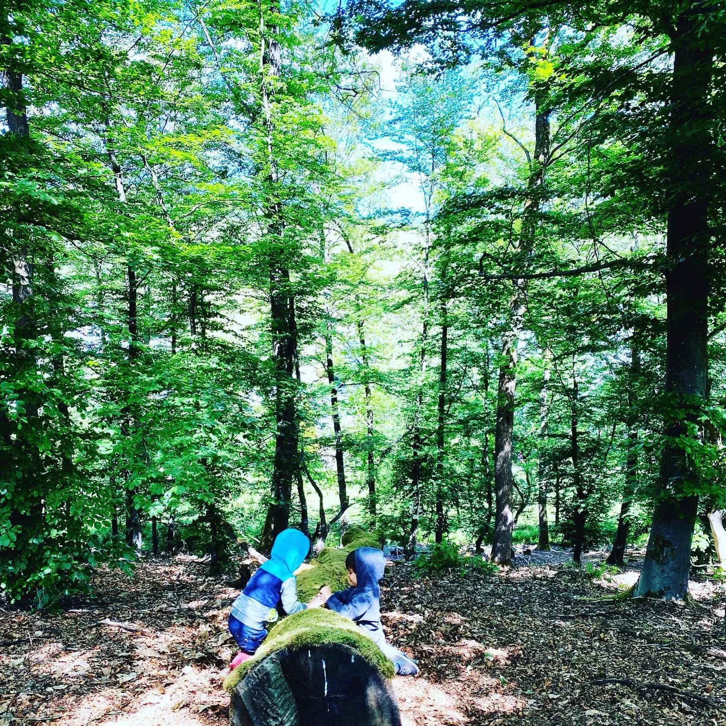 Was kann man alles im Wald finden? ⠀ - Instagram Bild 1
