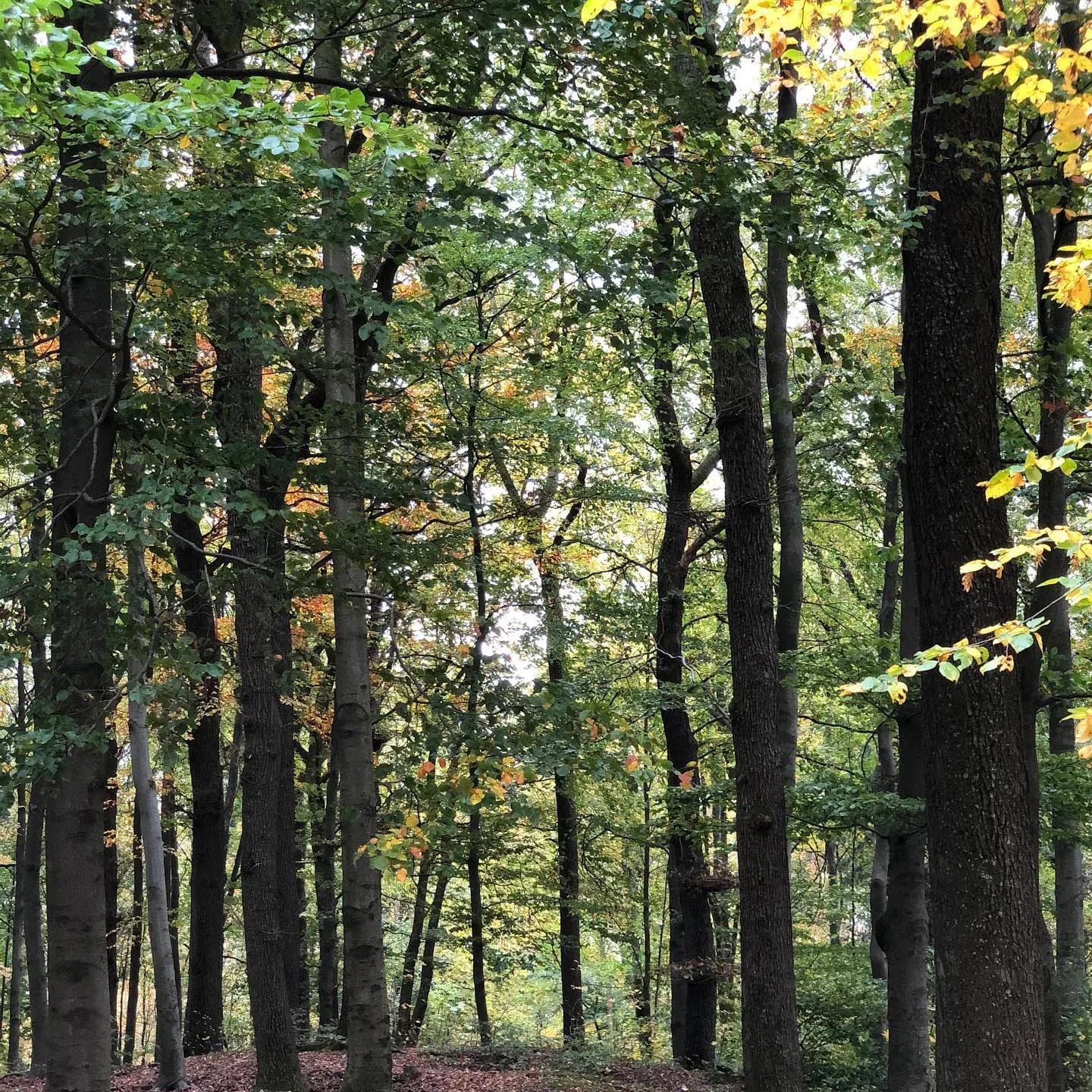 Das @muetterzentrumsiegen hat dieses Fantastische Herbstferienprogramm zusammengestellt, ich werde mithelfen und es gibt noch freie Plätze! 💫 - Instagram Bild 1