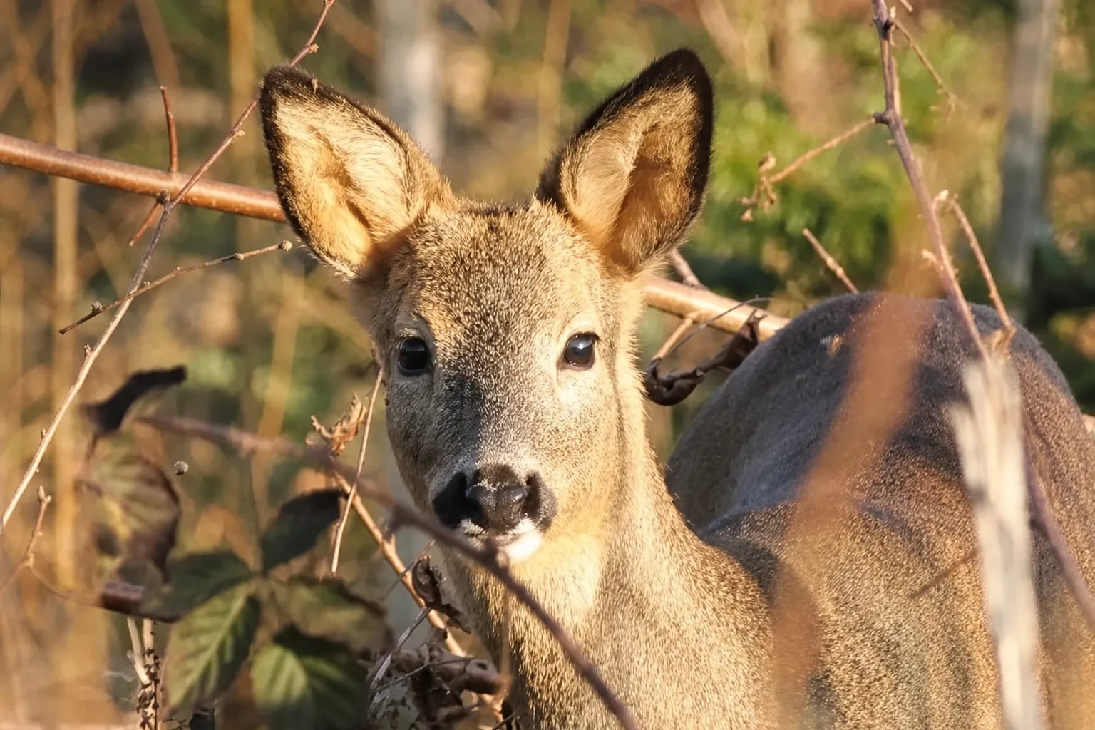 Der Wald und seine Tiere in Historischer Tiergarten Weidenau