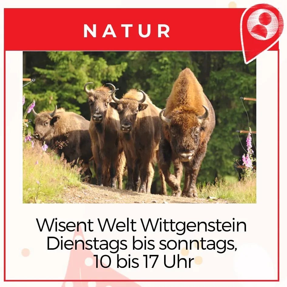 Seit letzter Woche ist die @wisentwelt wieder geöffnet! 😃⠀⠀ - Instagram Bild 1