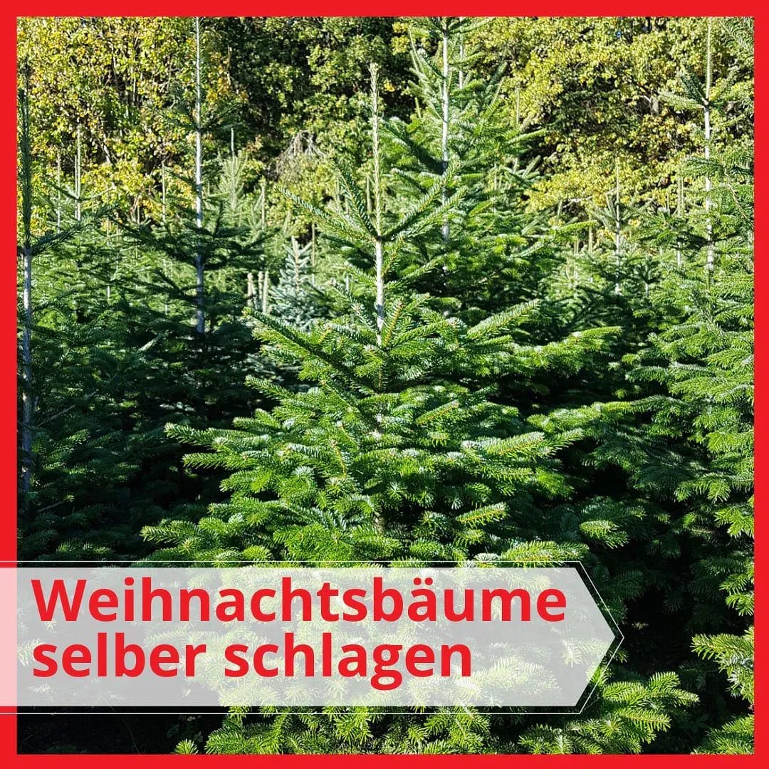 🎄Weihnachtsbaum-Selbst-Schlage-Aktion‼️ - Instagram Bild 1