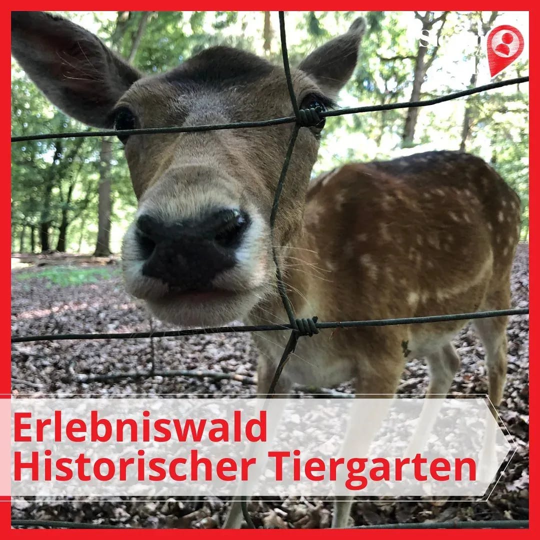 Gestern haben wir wieder den Erlebniswald Historischer Tiergarten besucht. Da ist er, schön wie immer! - Instagram Bild 1