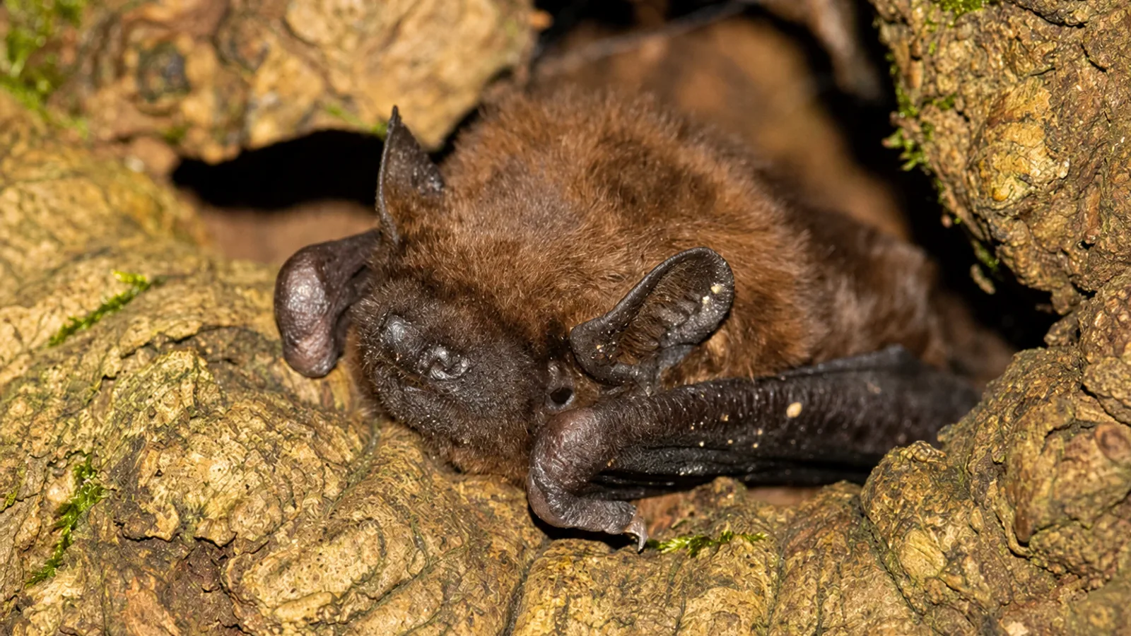 30. Europäische Batnight - Fledermausnacht in Holzhausen