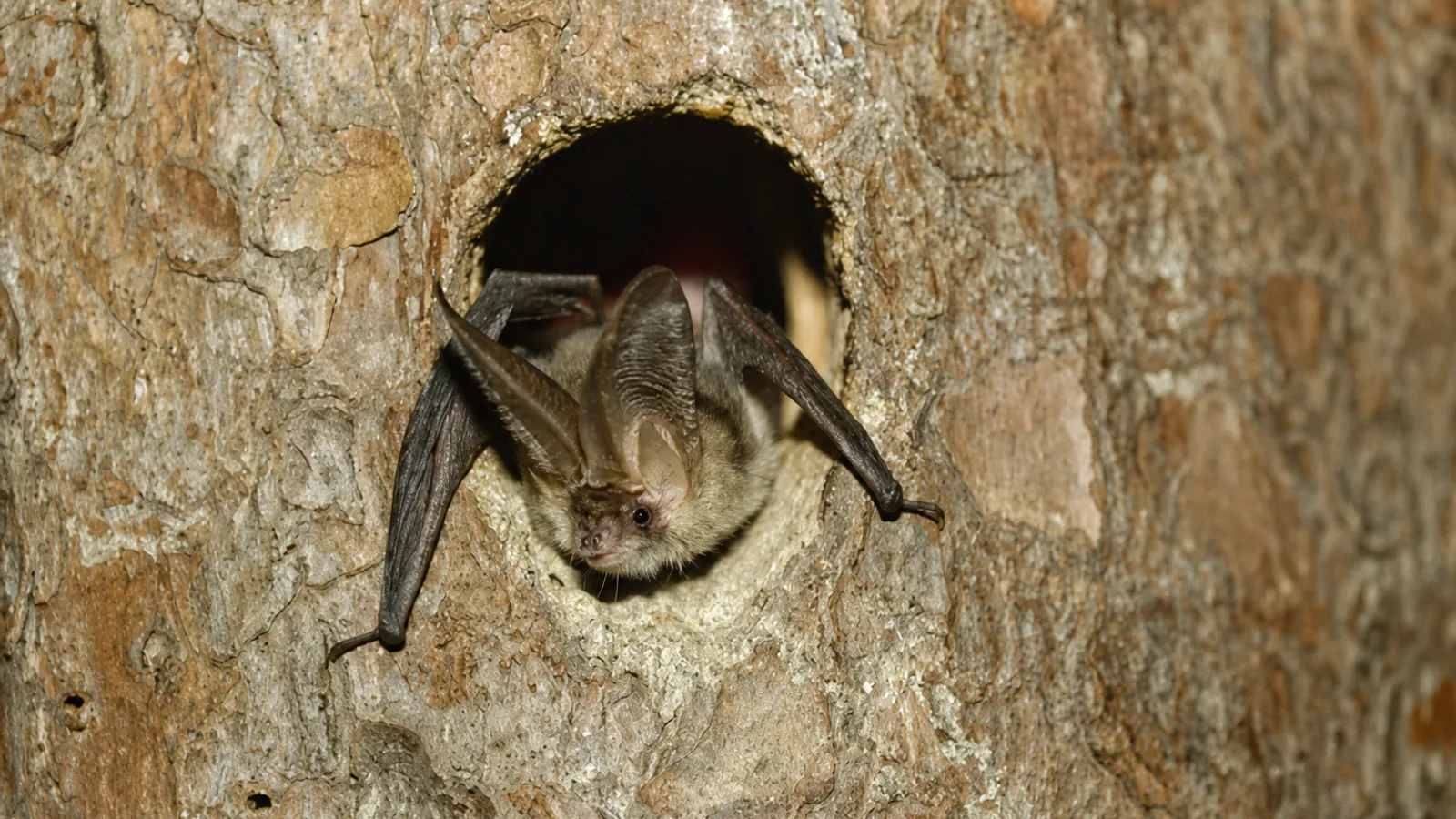 30. Europäische Batnight - Fledermausnacht in Wiederstein
