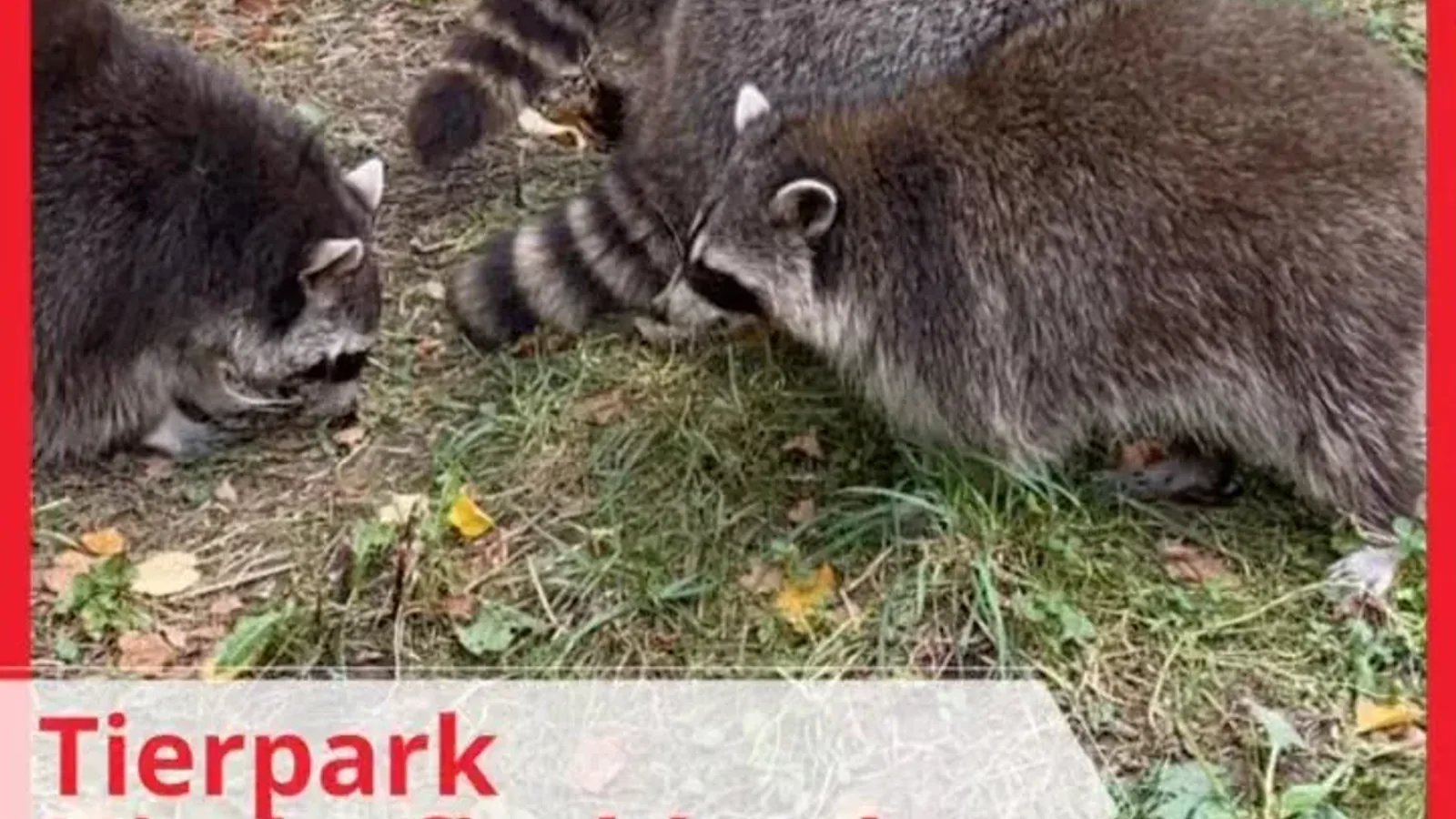 🎉 Heute waren wir zu einer Geburtstagsfeier im @tierpark_niederfischbach eingeladen: die private Führung mit Fütterungsrunde mit einer Zootierpflegerin war echt ein Highlight für alle! 💫 - Instagram Vorschaubild 1