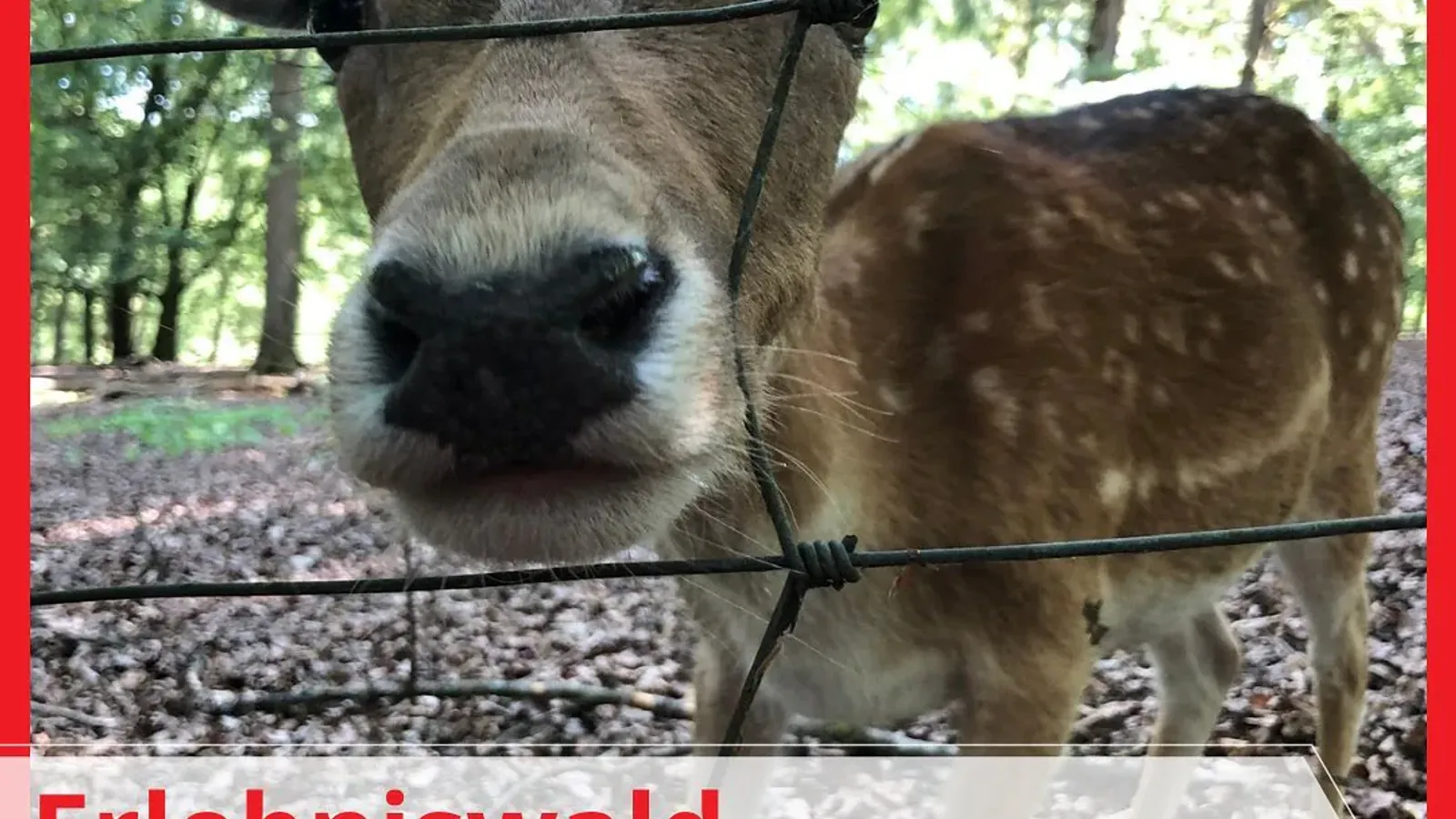 Gestern haben wir wieder den Erlebniswald Historischer Tiergarten besucht. Da ist er, schön wie immer! - Instagram Bild 1