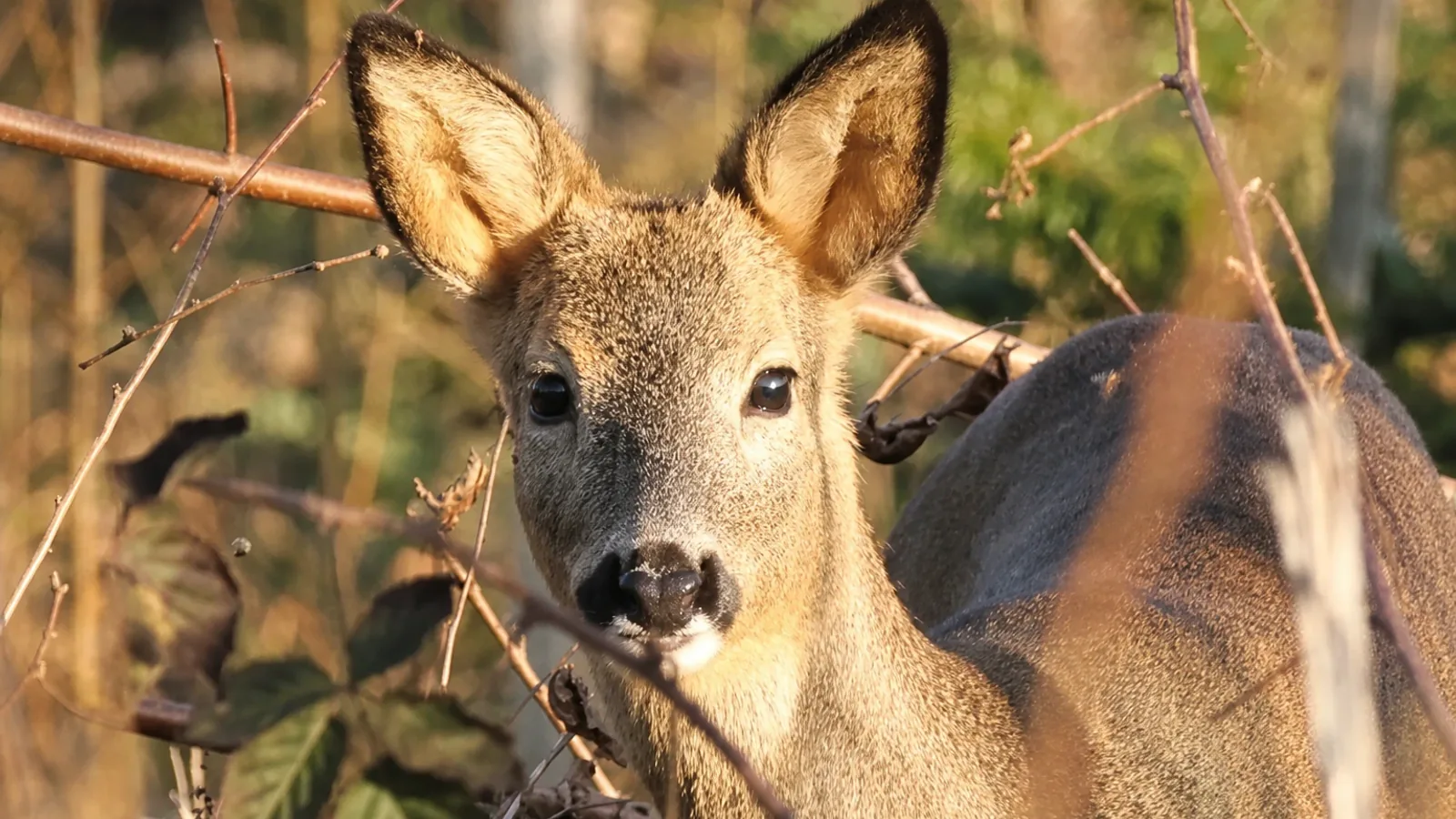 Der Wald und seine Tiere in Historischer Tiergarten Weidenau