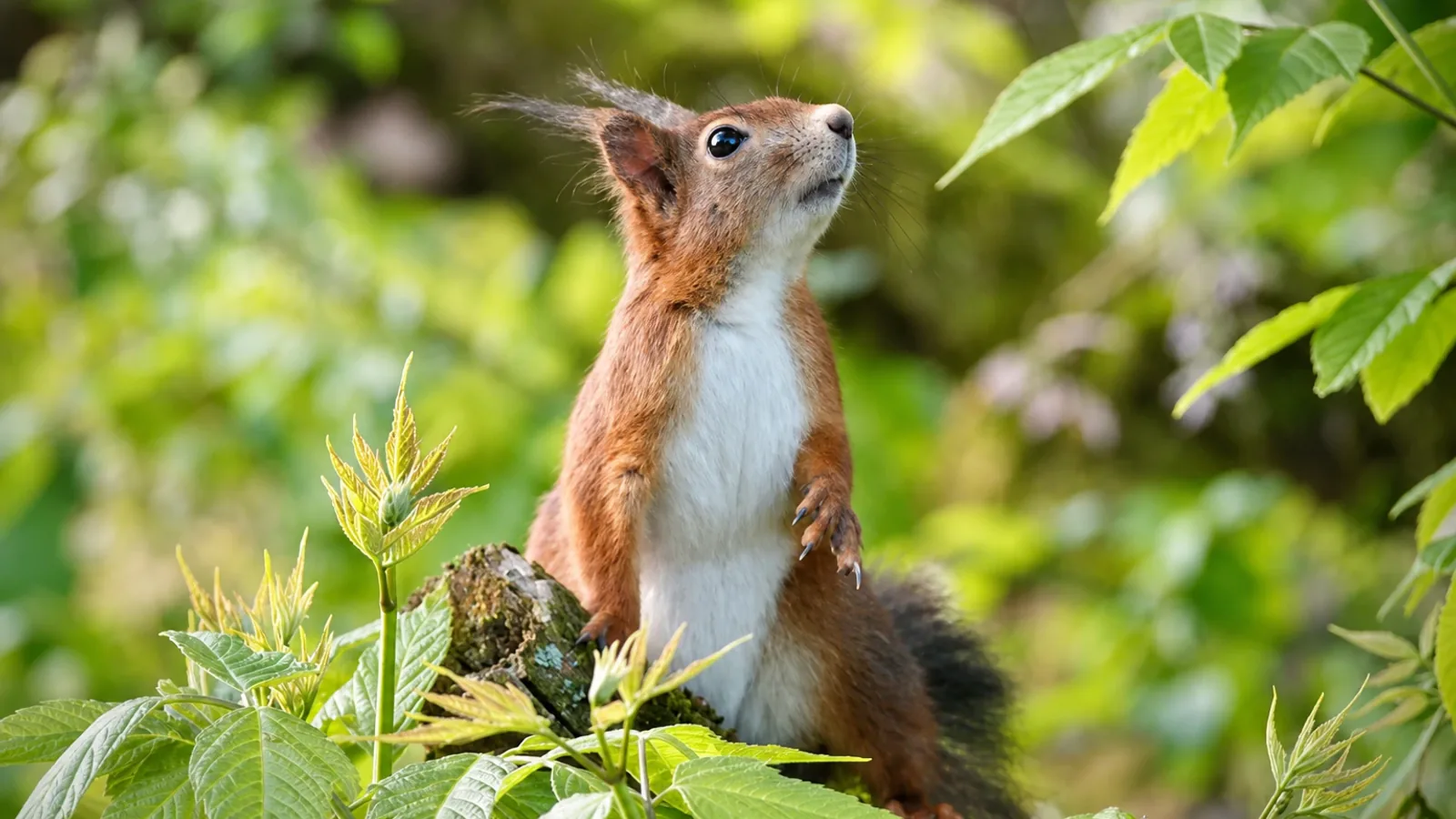 Waldbaden für Kinder - Ressourcen stärken mit der Natur