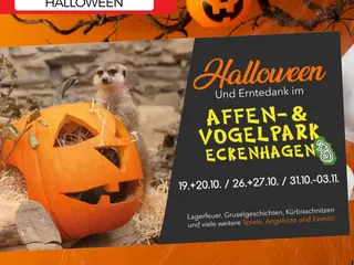 🎃🤗 Hola und hier sind die Halloween-Events, Fackelwanderungen und Ausflüge, die ich für euch gefunden habe - perfekt für Kids und Familien und nicht weit von Siegen entfernt! 👌🏽 - Instagram Bild 7