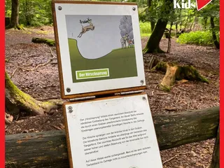 Gestern haben wir wieder den Erlebniswald Historischer Tiergarten besucht. Da ist er, schön wie immer! - Instagram Bild 6