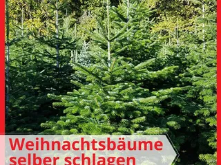 🎄Weihnachtsbaum-Selbst-Schlage-Aktion‼️ - Instagram Bild 1