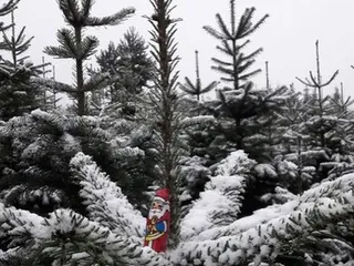 🎄Weihnachtsbaum-Selbst-Schlage-Aktion‼️ - Instagram Bild 2