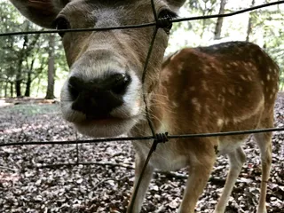 Habt ihr schon genug Kastanien gesammelt? 🌰🤔 - Instagram Bild 2