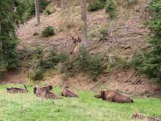 Heute sind wir am Rothaasteig, in der @Wisentwelt und haben viel Spaß! ❤️ - Instagram Bild 5