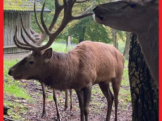 Gestern waren wir mit Andrea von @Freizeittippsnrw und ihren süßen Kids in Wiehl und haben die Wiehler Steinhöhle, den Waldlehrpfad und den Tierpark besucht. 💫 - Instagram Bild 5