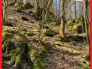 ❤️🌳 Fitness trifft Natur: die Wanderung‼️ - Instagram Bild 4