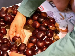 Habt ihr schon genug Kastanien gesammelt? 🌰🤔 - Instagram Bild 4