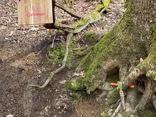 Heute waren wir in Eiserfeld unterwegs! Wir besuchten den Osterhasen Baum vom AWO Kindergarten Birkenweg. - Instagram Bild 7