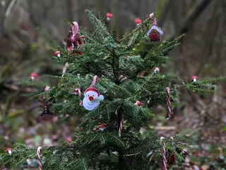 🎄🎅🏼Wir haben so viel schönes über den Weihnachtsweg in Bürbach gehört und dann diese tolle Bilder von @meinherztraegtkrone bekommen, weil wir leider selber momentan den Weg nicht wandern können (Vielen lieben Dank dafür ❤️). - Instagram Bild 4