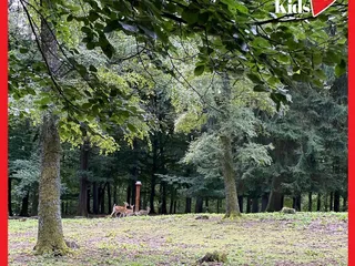 Gestern haben wir wieder den Erlebniswald Historischer Tiergarten besucht. Da ist er, schön wie immer! - Instagram Bild 8