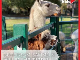 Heute haben wir uns vom Herbstmarkt im Gertrudenhof in Hürth verabschiedet. Ab nächsten Samstag, den 06.11., wird er zum "Winterzauber". Es wird eine große Weihnachtsausstellung geben, Christmas Candy Beach mit tollen Hüpfburgen, Glühweinhütte, Spielplatz und Gnadenhof-Streichelzoo. - Instagram Bild 10
