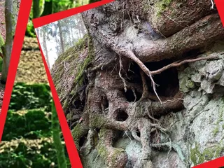 ...und vom Parkplatz unterhalb des Tierparks wandert man über Waldwege entlang des Otterbachs… - Instagram Bild 2