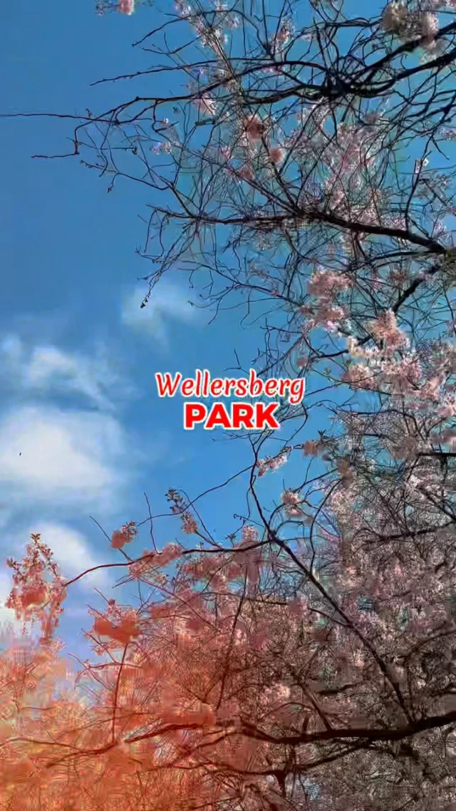 🌸 Der kleine Park am Wellersberg ist jedes Jahr ein Must: Das rosa Blütenmeer fühlt sich an wie Konfetti – perfekt für einen kurzen Stopp mit den Kids. Einfach hinsetzen, picknicken, Sonne genießen und staunen. 💝

Der Spot ist mittlerweile richtig beliebt in der Kirschblütenzeit und bringt echte Japan-Vibes nach Siegen!

Weil mich so viele gefragt haben, wo das genau ist – hier kommen die Infos:

📍 Wellersbergstraße Ecke Schillerstraße – ca. 10 Minuten zu Fuß vom Siegener Bahnhof, Richtung Minigolf & Café del Sol.

Tipp: Die Blüten sind leider schon fast wieder weg… also wer’s noch sehen will: schnell hin! So schön, aber sooo kurz! 🌸

📷 Danke, liebe @kristina.siegen.ph, für die schönen Fotos, die Freude und die gemeinsame Auszeit – war richtig schön mit dir! ♥️

#siegen #nrw #siwi #siegenwittgenstein #stadtsiegen